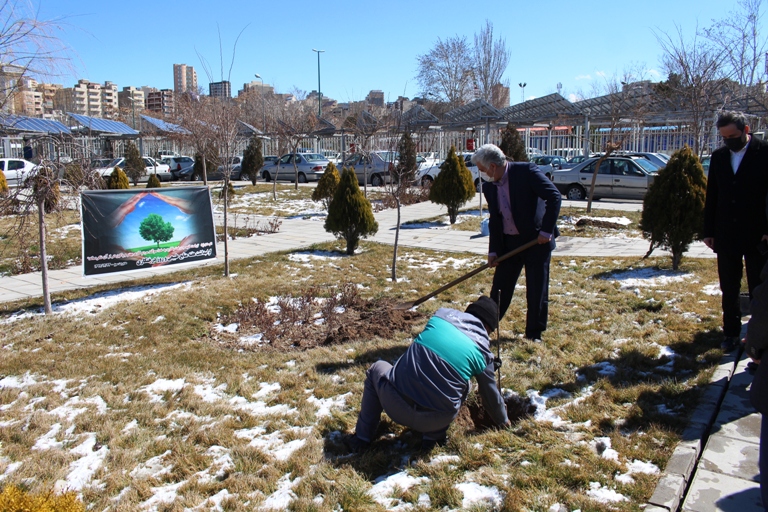 کاشت نهال توسط مدیرعامل